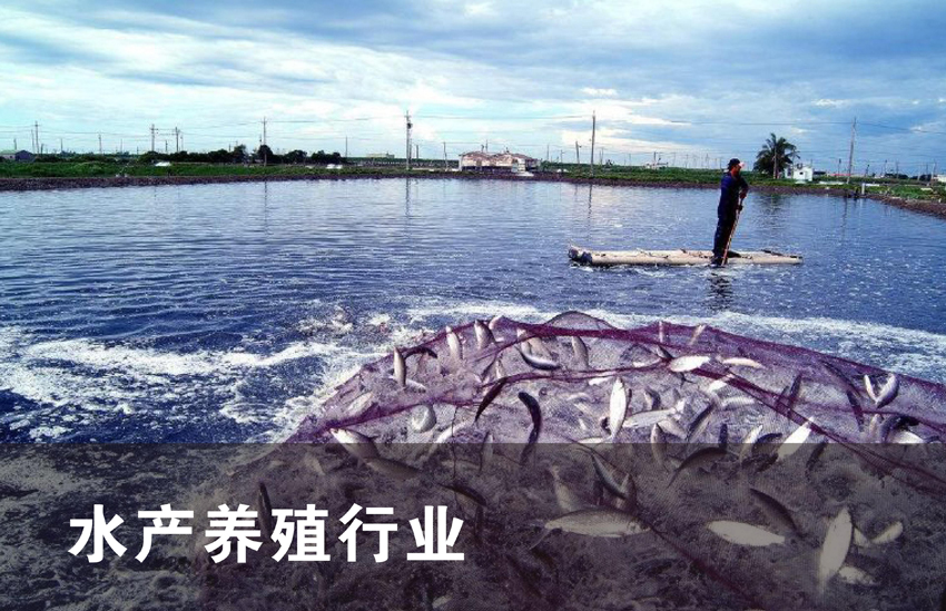 粪肠球菌在水产养殖中的应用 粪肠球菌在水产养殖中的应用