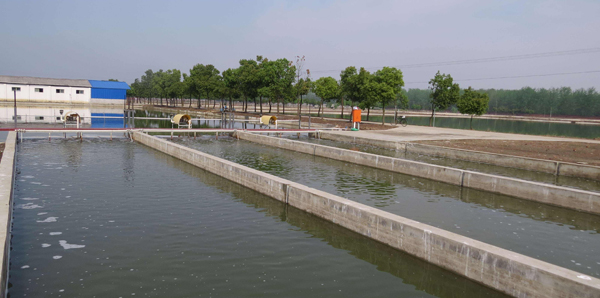 粪肠球菌在水产养殖中的应用 粪肠球菌在水产养殖中的应用