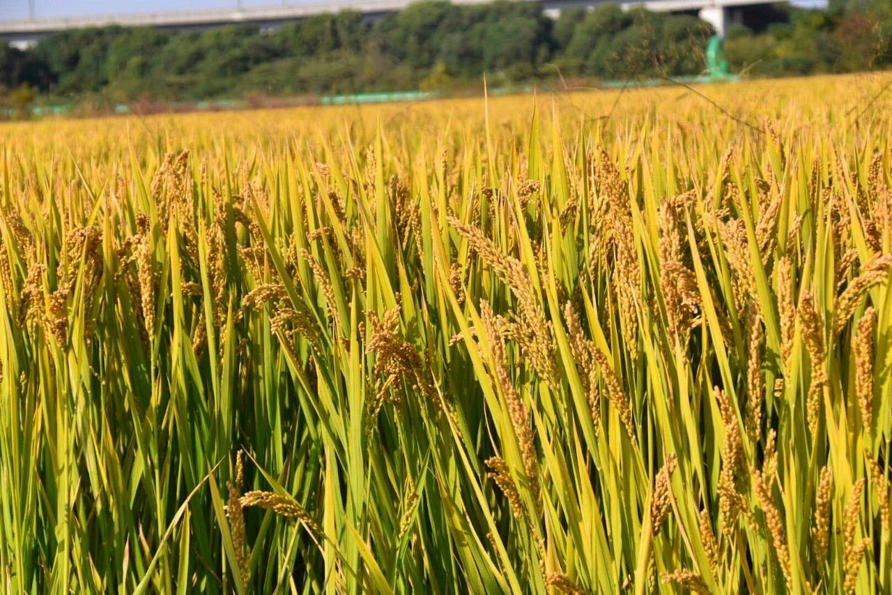 1674983114149186.jpeg 4ac0fa71c8804793932cb091285f8cc5.jpeg