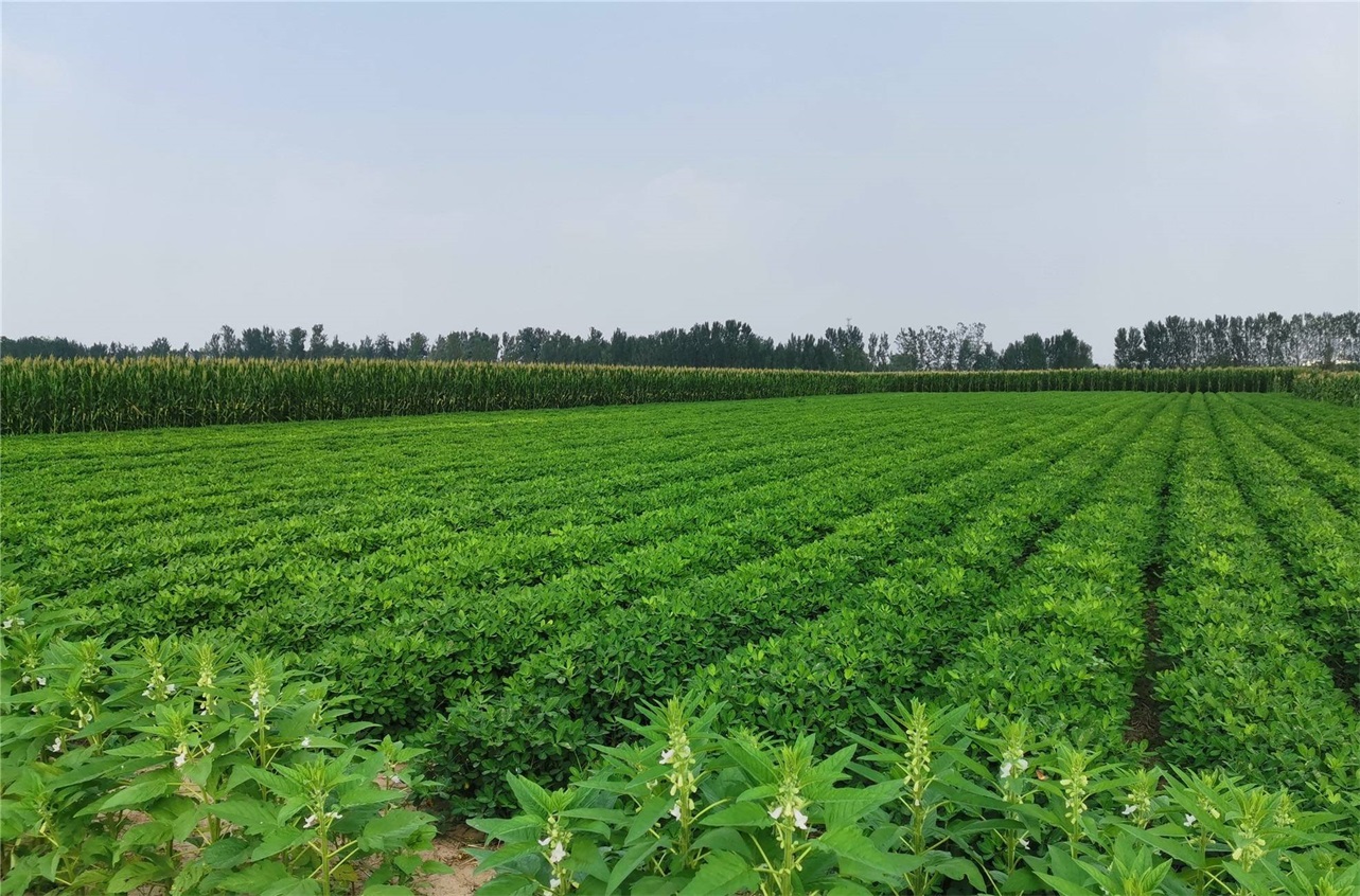 1675042778106577.jpeg aef0a37afc5c4e0b96baf5389fac9c26.jpeg