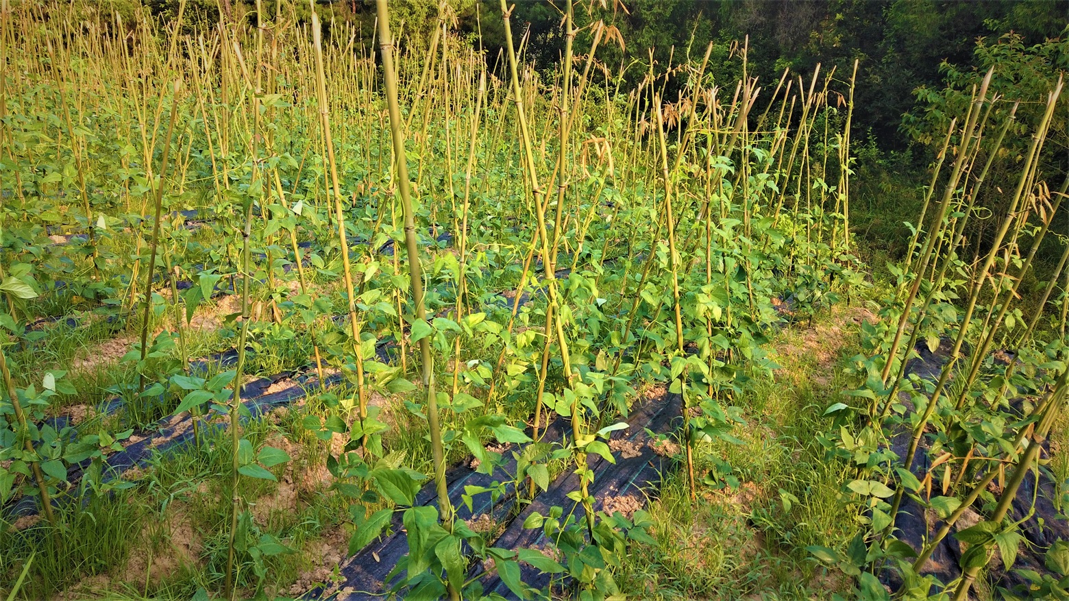 1675060440909392.jpeg 5e21ae962b4a444eaa2c34fb9bfb1d2a.jpeg