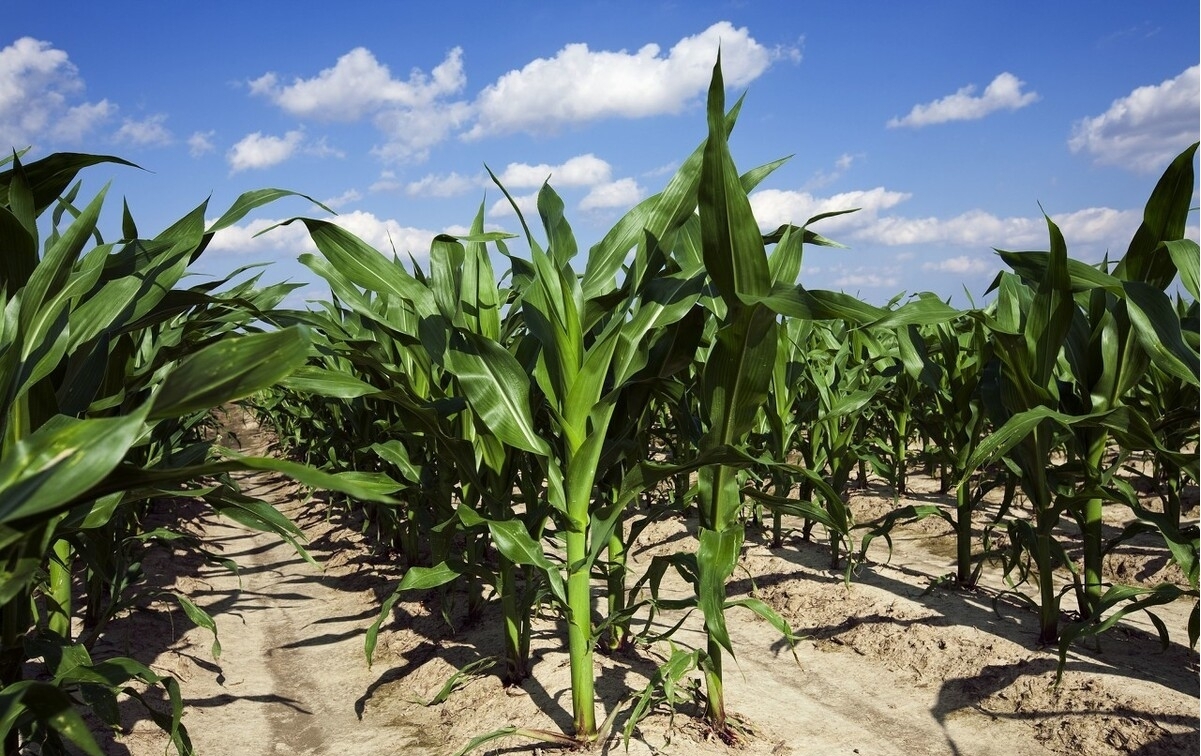 1675647565211981.jpg fhjgj.jpg