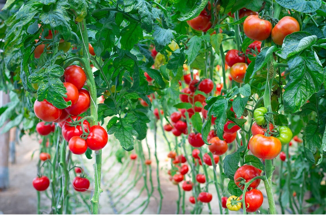 1675734179839764.jpg fgjjsd.jpg