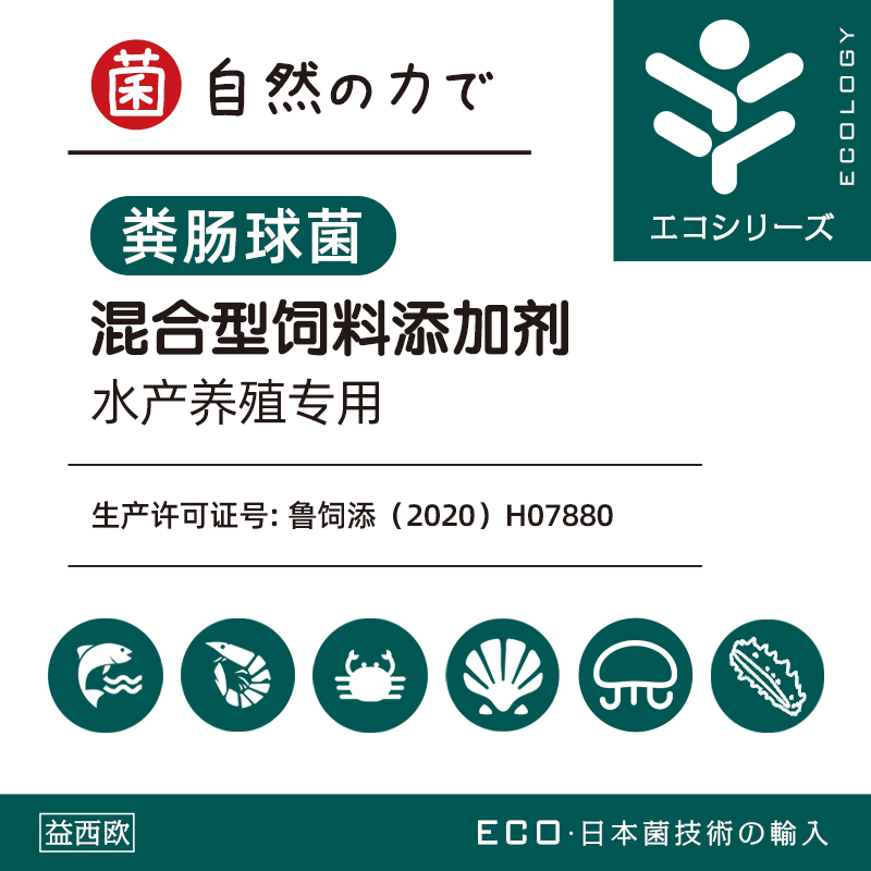 粪肠球菌 粪肠球菌