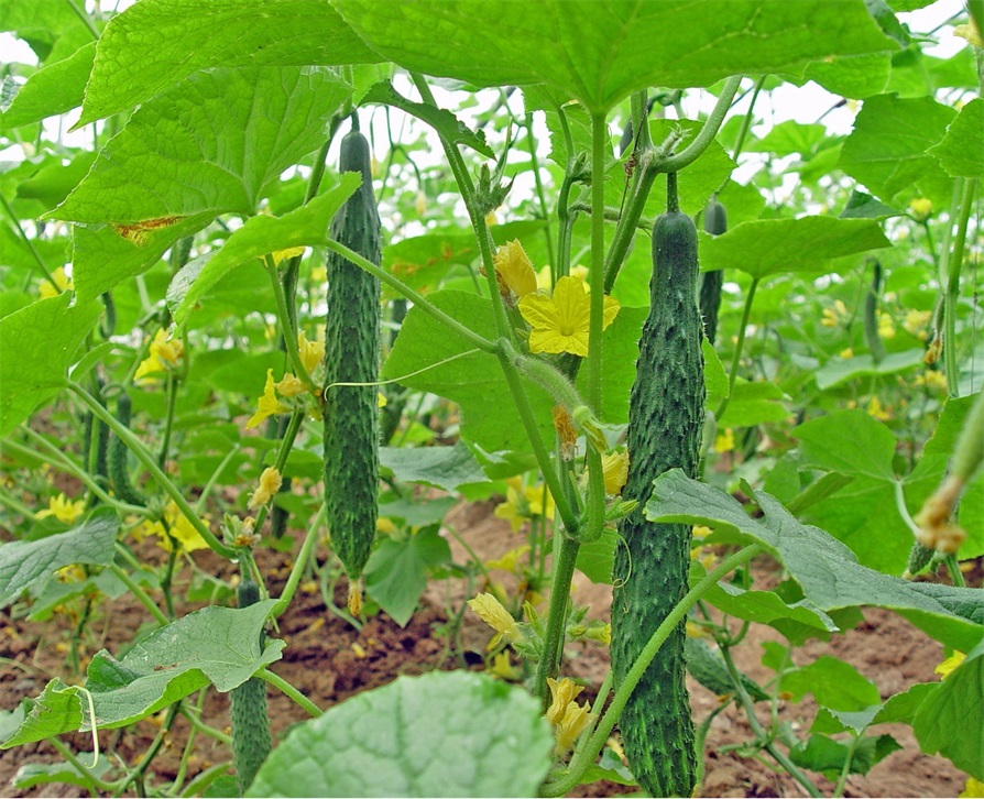 1680055041537987.jpg watgshd.jpg