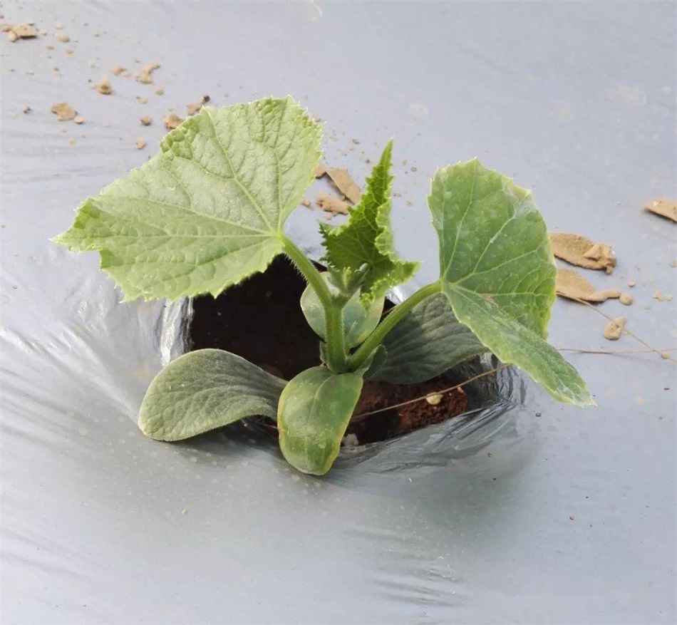 1680227931856297.jpeg 0291f49bca844396a3c5256e26da0a8a.jpeg