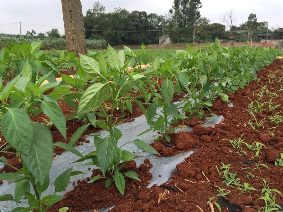 1680249790188943.jpg sdhj.jpg