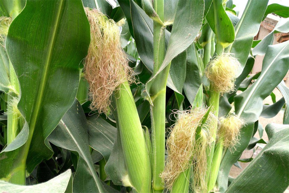 1686708990988017.jpeg 0573ddd84ee242bc9d277a82e01478ff.jpeg