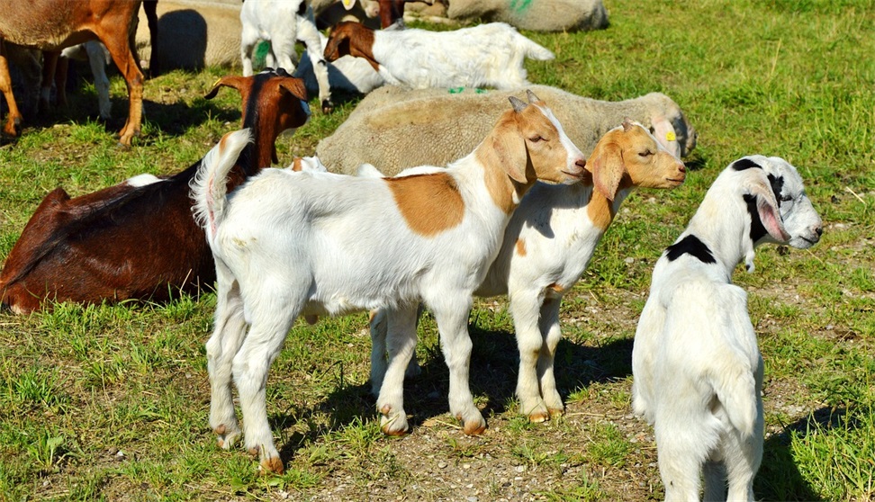 goat-2521830_1280.jpg