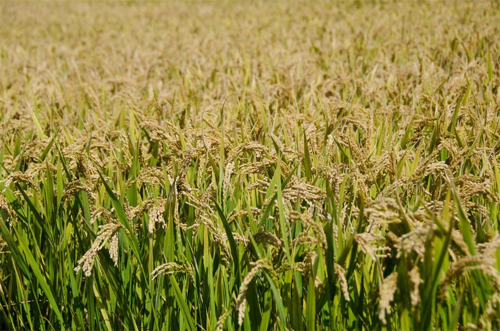 1700017945180031.jpeg 0dc4abc3773c4fb0bb815a7367e5c7d7.jpeg